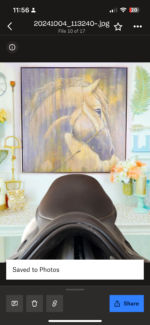 17” Loxley Jump LX Saddle - Image 5