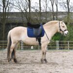EDIX Merino Seat Saver for English Saddle - Image 4